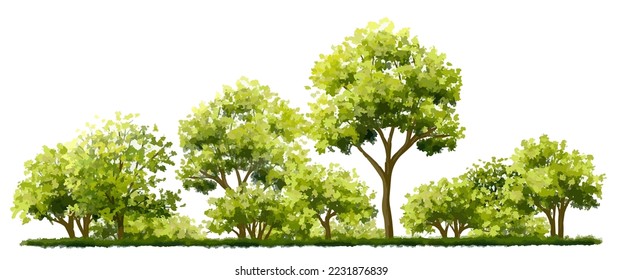 acuarela vectorial de la vista lateral del árbol aislada en fondo blanco para el dibujo de paisaje y arquitectura, elementos para el medio ambiente y el jardín, pintura botánica para sección y elevación