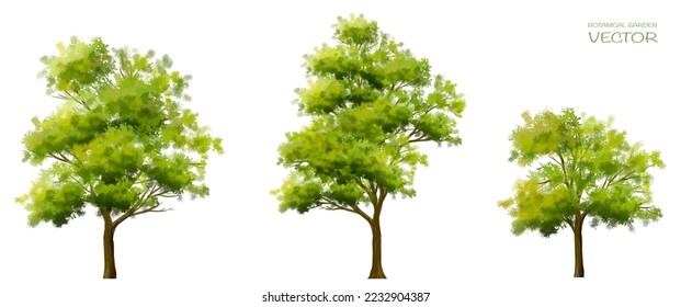 Vector watercolor of tree side view isolated on white background for landscape and architecture drawing, elements for environment and garden, painting botanical for section and elevation
