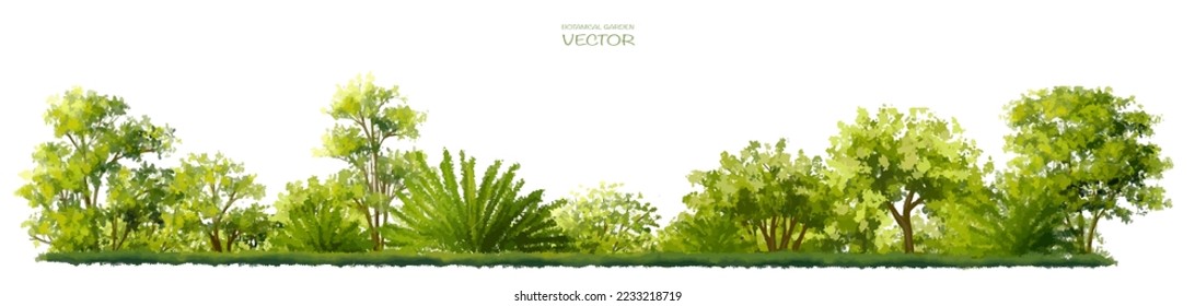 acuarela vectorial de la vista lateral del árbol aislada en fondo blanco para el dibujo de paisaje y arquitectura, elementos para el medio ambiente y el jardín, pintura botánica para sección y elevación