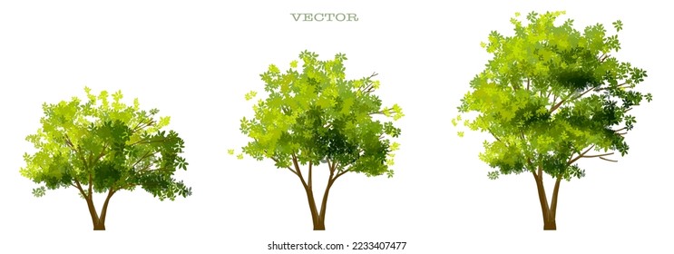 Vector watercolor of tree side view isolated on white background for landscape and architecture drawing, elements for environment and garden, painting botanical for section 
