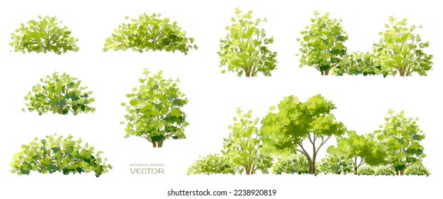 Vector watercolor of tree side view isolated on white background for landscape and architecture drawing, elements for environment and garden, painting botanical for section and elevation