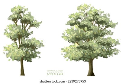 Vector watercolor of tree side view isolated on white background for landscape and architecture drawing, elements for environment and garden, painting botanical for section and elevation