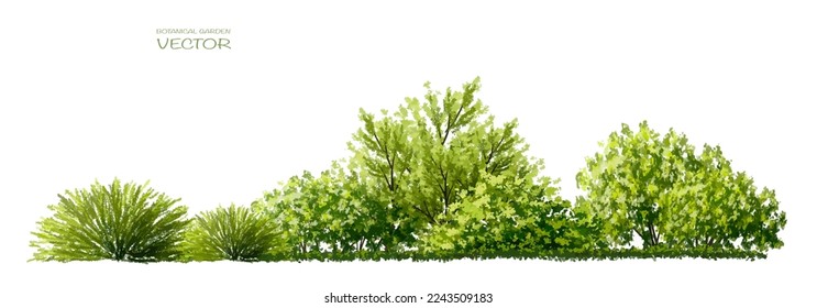 Vector watercolor of tree side view isolated on white background for landscape and architecture drawing, elements for environment and garden, painting botanical for section and elevation