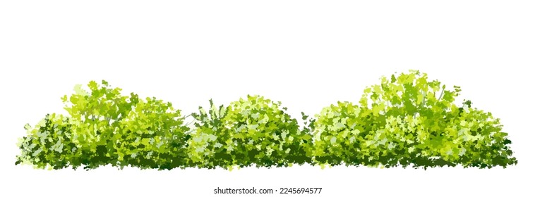 Vector watercolor of tree side view isolated on white background for landscape and architecture drawing, elements for environment and garden, painting botanical for section