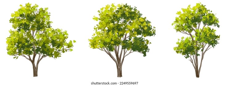 acuarela vectorial de la vista lateral del árbol aislada en fondo blanco para el dibujo de paisaje y arquitectura, elementos para el medio ambiente y el jardín, pintura botánica para sección y elevación 