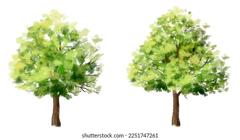Vector watercolor of tree side view isolated on white background for landscape  and architecture drawing, elements for environment and garden, painting botanical for section and elevation 