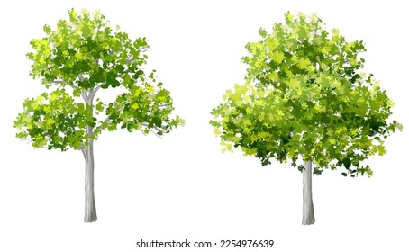 acuarela vectorial de la vista lateral del árbol aislada en fondo blanco para el dibujo de paisaje y arquitectura, elementos para el medio ambiente y el jardín, pintura botánica para sección y elevación 