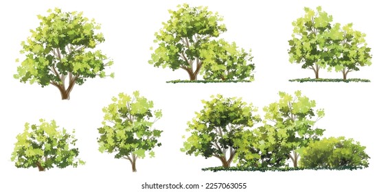 Vector watercolor of tree side view isolated on white background for landscape  and architecture drawing, elements for environment and garden, painting botanical for section and elevation 