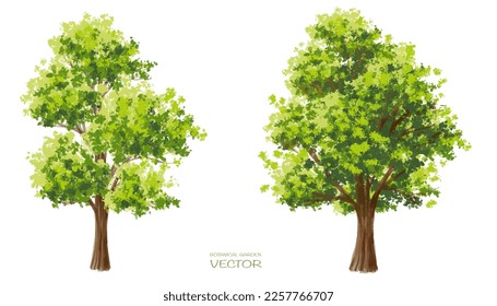 Vector watercolor of tree side view isolated on white background for landscape  and architecture drawing, elements for environment and garden, painting botanical for section and elevation 