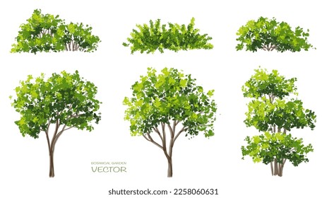 Vector watercolor of tree side view isolated on white background for landscape and architecture drawing, elements for environment and garden, painting botanical for section and elevation