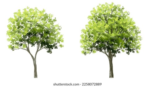 Vector watercolor of tree side view isolated on white background for landscape  and architecture drawing, elements for environment and garden, painting botanical for section and elevation 