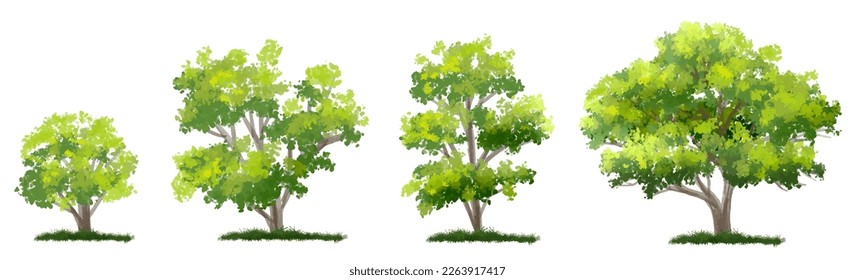 Vector watercolor of tree side view isolated on white background for landscape  and architecture drawing, elements for environment and garden, painting botanical for section and elevation 