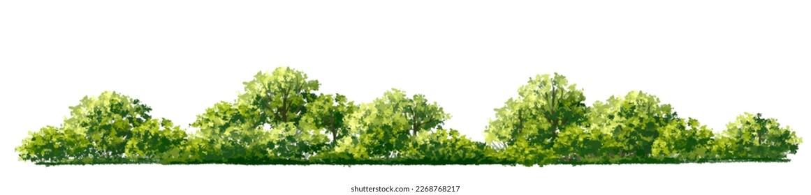 Vector watercolor of tree side view isolated on white background for landscape  and architecture drawing, elements for environment and garden, painting botanical for section and elevation 