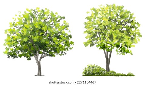 acuarela vectorial de la vista lateral del árbol aislada en fondo blanco para el dibujo de paisaje y arquitectura, elementos para el medio ambiente y el jardín, pintura botánica para sección y elevación 