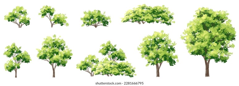 Vector watercolor of tree side view isolated on white background for landscape  and architecture drawing, elements for environment and garden, painting botanical for section and elevation 