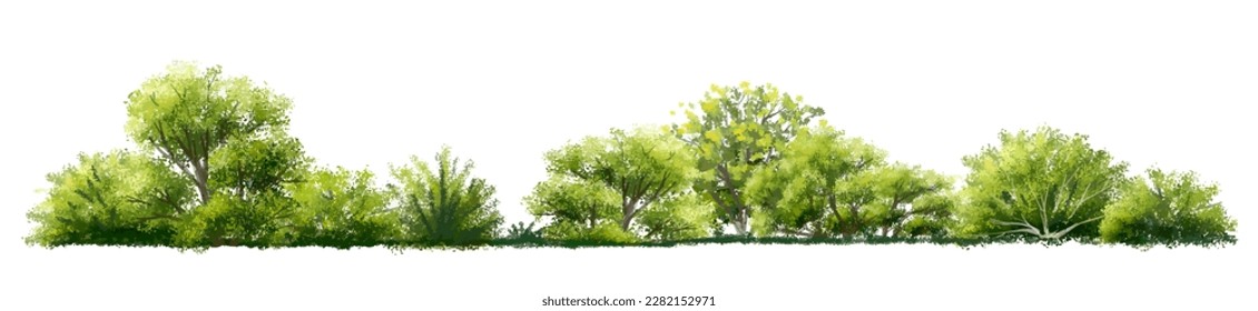 Vector watercolor of tree side view isolated on white background for landscape  and architecture drawing, elements for environment and garden, painting botanical for section and elevation