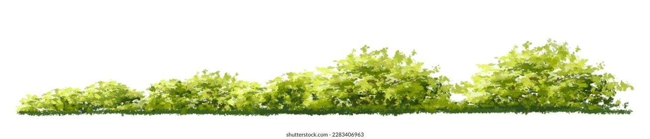 Vector watercolor of tree side view isolated on white background for landscape  and architecture drawing, elements for environment and garden, painting botanical for section and elevation 