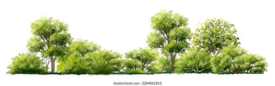 Vector watercolor of tree side view isolated on white background for landscape  and architecture drawing, elements for environment and garden, painting botanical for section and elevation 