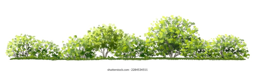 Vector watercolor of tree side view isolated on white background for landscape  and architecture drawing, elements for environment and garden, painting botanical for section and elevation 