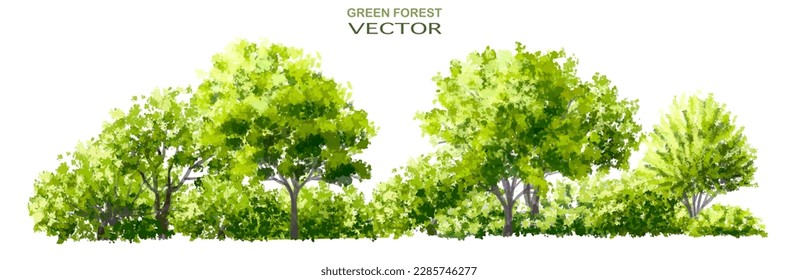 Vector watercolor of tree side view isolated on white background for landscape  and architecture drawing, elements for environment and garden, painting botanical for section and elevation 