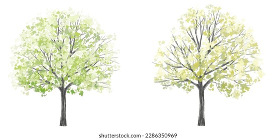 Vector watercolor of tree side view isolated on white background for landscape and architecture drawing, elements for environment and garden, painting botanical for section