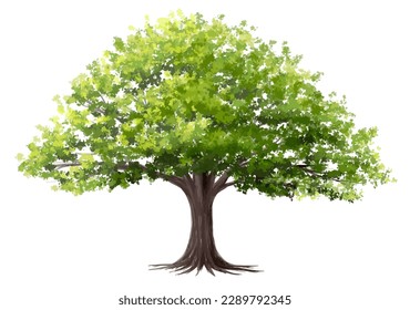Vector watercolor of tree side view isolated on white background for landscape and architecture drawing, elements for environment and garden, painting botanical for section and elevation