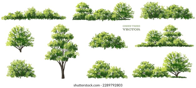 acuarela vectorial de la vista lateral del árbol aislada en fondo blanco para el dibujo de paisaje y arquitectura, elementos para el medio ambiente y el jardín, pintura botánica para sección y elevación