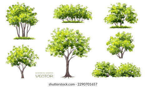 Vector watercolor of tree side view isolated on white background for landscape and architecture drawing, elements for environment and garden, painting botanical for spring section