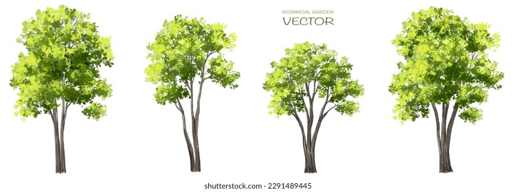 Vector watercolor of tree side view isolated on white background for landscape and architecture drawing, elements for environment and garden, painting botanical for section