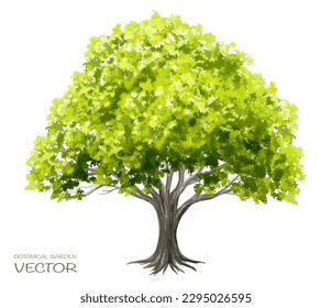 Vector watercolor of tree side view isolated on white background for landscape and architecture drawing, elements for environment and garden, painting botanical for section
