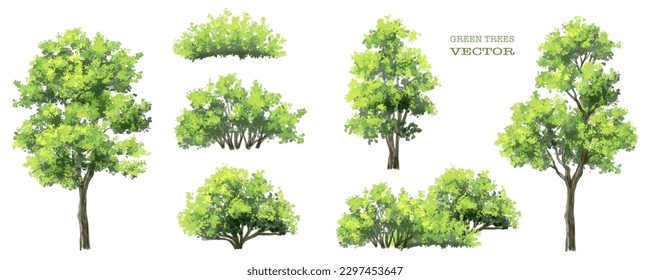 Vector watercolor of tree side view isolated on white background for landscape and architecture drawing, elements for environment and garden, painting botanical for exterior section and elevation