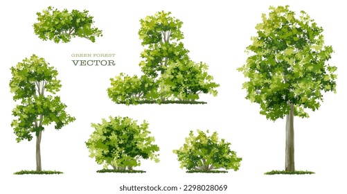 Vector watercolor of tree side view isolated on white background for landscape and architecture drawing, elements for environment and garden, painting botanical for exterior section and elevation