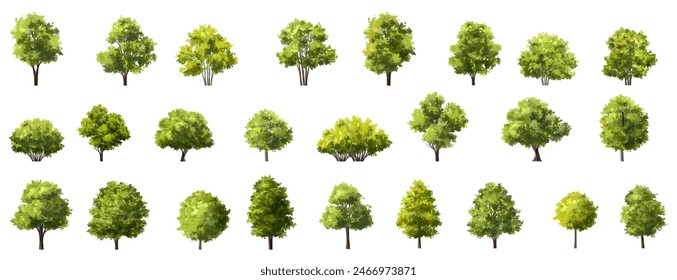 Vector watercolor of tree side view isolated on white background for landscape and architecture drawing, elements for environment and garden, painting botanical for section