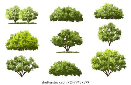 Vector watercolor of tree side view isolated on white background for landscape and architecture drawing, elements for environment and garden, painting botanical for section