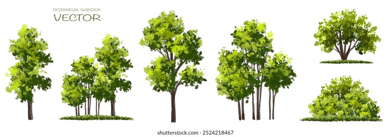 Vector watercolor of tree side view isolated on white background for landscape and architecture drawing, elements for environment and garden, painting botanical for section