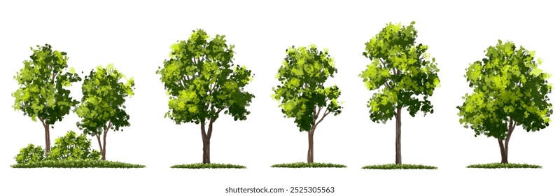 Vector watercolor of tree side view isolated on white background for landscape and architecture drawing, elements for environment and garden, painting botanical for section