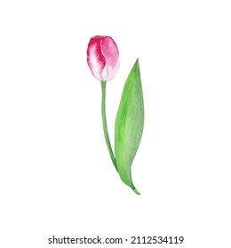 Vector watercolor tulip isolated on white background.