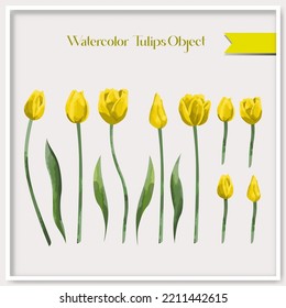 Vector watercolor tulips object collection