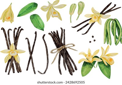 Vector watercolor vanilla pods and flowers, bunch of dried beans, leaves and buds, big set, hand painted on paper, white background, for design, cookbook, recipes, cosmetics, backgrounds