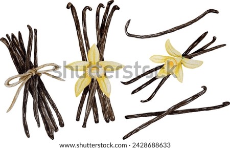 Vector watercolor vanilla pods and flowers, bunch of dried beans, hand painted on paper, white background, for design, cookbook, recipes, cosmetics, backgrounds