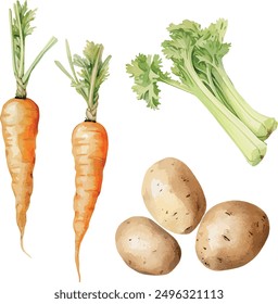 Vector Watercolor vegetables, clipart, carrot, spring onions, leek, potato. Illustrations for creative cooking, invitation, greeting cards, birthday, event, holiday, menu; cooking class; Master Class