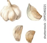 Vector Watercolor vegetables, clipart, 

watercolor garlic, whole garlic, half of garlic. Illustrations for creative cooking, invitation, greeting cards, birthday, event, holiday, menu; cooking class.