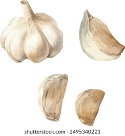 Vector Watercolor vegetables, clipart, 

watercolor garlic, whole garlic, half of garlic. Illustrations for creative cooking, invitation, greeting cards, birthday, event, holiday, menu; cooking class.