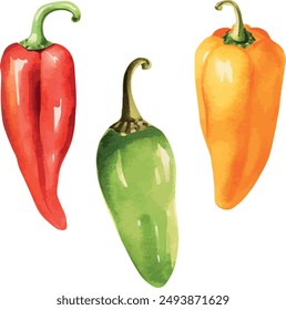 Vector Watercolor vegetables, clipart, pepper, red pepper, green pepper, orange pepper. Illustrations for creative cooking, invitation, greeting cards, birthday, event, holiday, menu; cooking class;