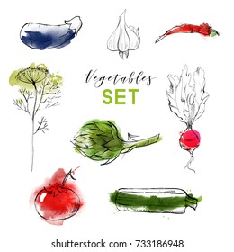 Vector watercolor vegetables set. Hand drawn sketch