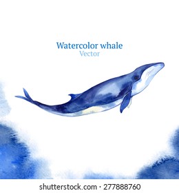 Vector watercolor whale