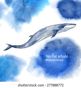 Vector watercolor whale