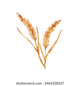 Vector watercolor wheat ears spirelets realistic with grains cut out from background