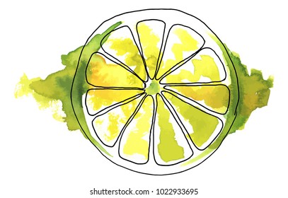 A vector and watercolour drawing of a lime, hand painted on a white background