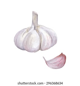 vector watercolour garlic